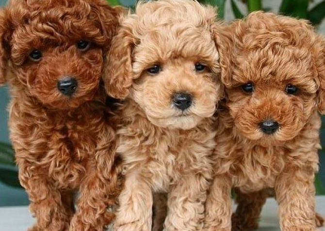 TOY POODLE YAVRULAR